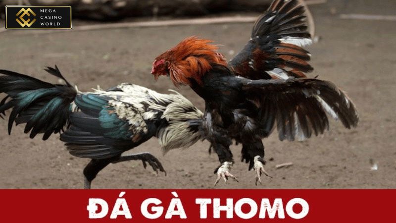 Giới thiệu sơ lược về đấu trường đá gà thomo cho người mới 